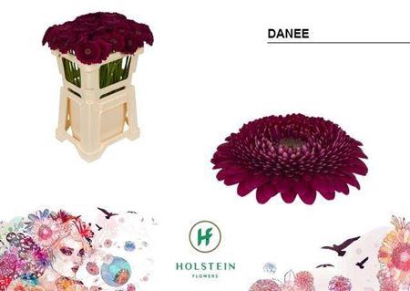 <h4>Ge Mi Pom Danee</h4>