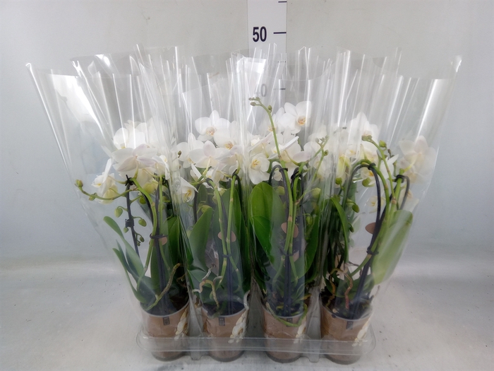 <h4>Phalaenopsis  'Elegant Cascade'</h4>