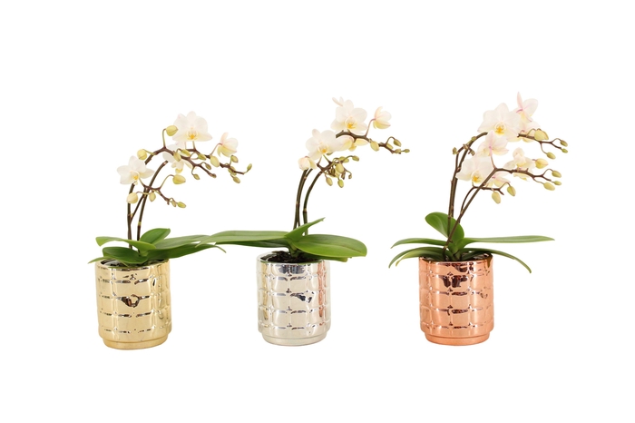 <h4>Mason Mix Tiny Dolls Wild Wit 3/4T18+ Aqu@</h4>