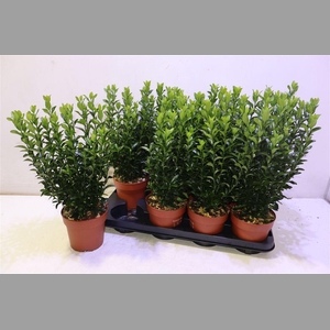 Euonymus Ja Gr Spire