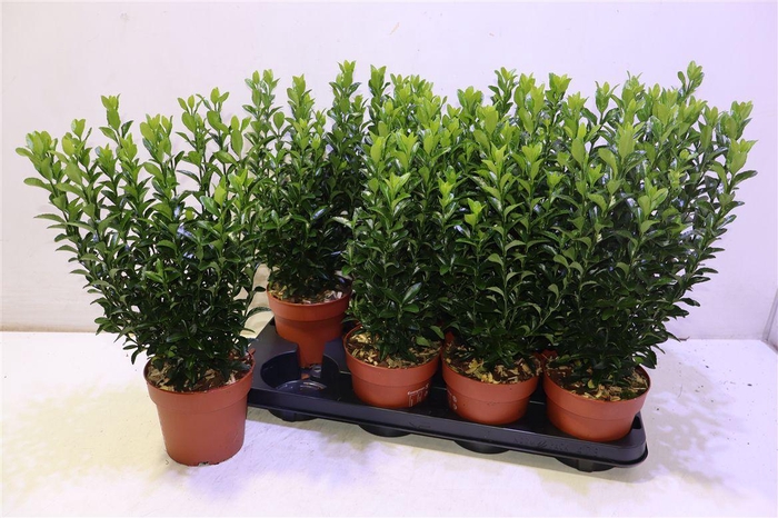 <h4>Euonymus Ja Gr Spire</h4>