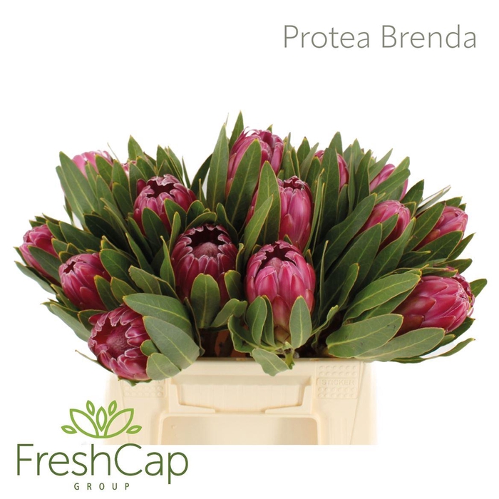 <h4>Protea Brenda</h4>