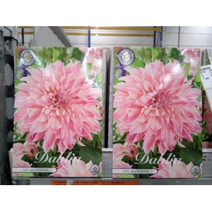 Dahlia   ...flowerbulbs