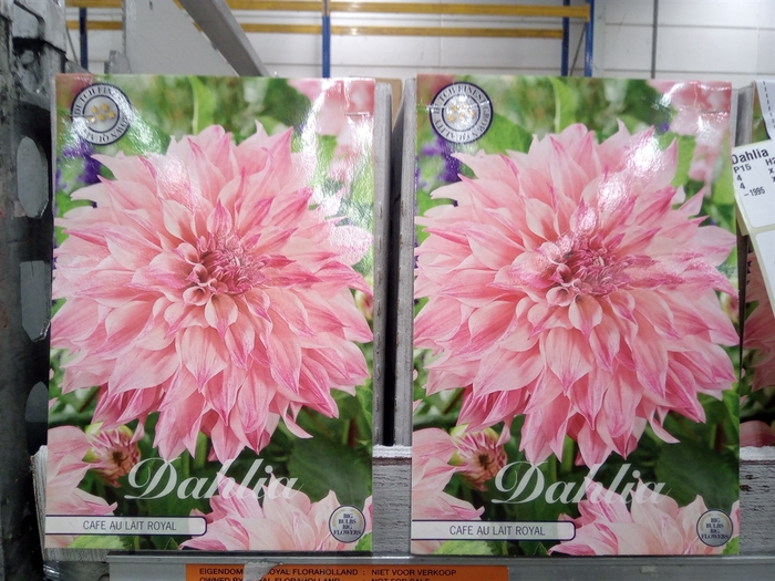 <h4>Dahlia   ...flowerbulbs</h4>