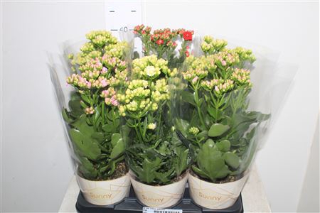 <h4>Kal Mix Colour Potcover</h4>