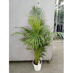 Dypsis lutescens   ...Chrysalidoca