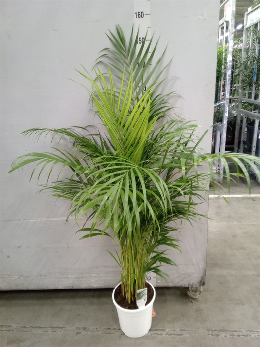 <h4>Dypsis lutescens   ...Chrysalidoca</h4>