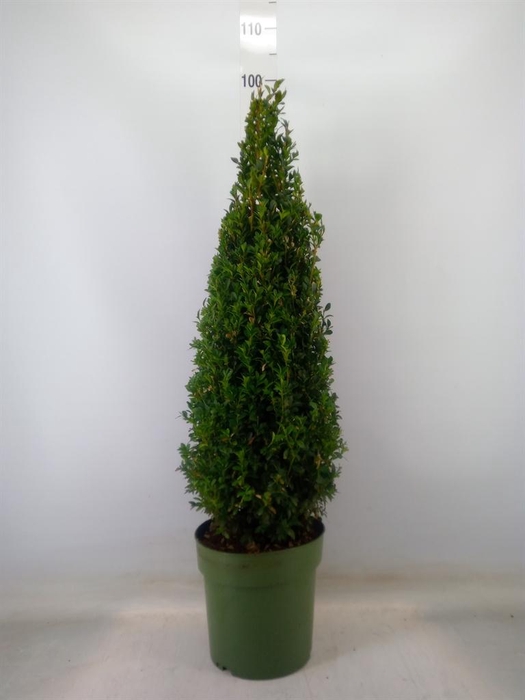 <h4>Buxus semp. ...</h4>