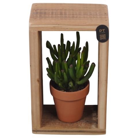 <h4>PTSUT8934 Arrangement zomer in frame met terracotta</h4>