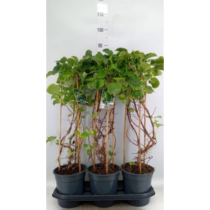 Hydrangea anomala subsp. petiolaris