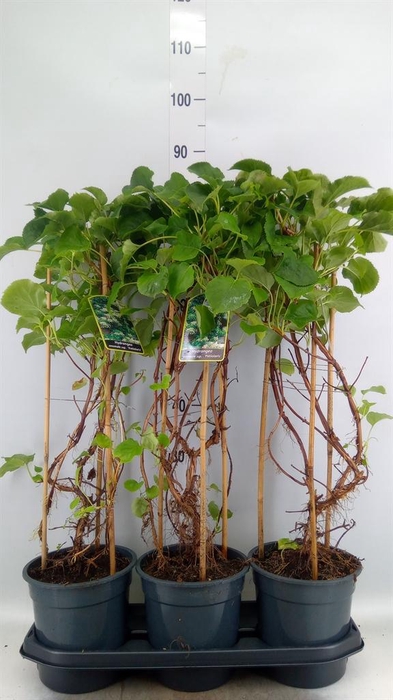 <h4>Hydrangea anomala subsp. petiolaris</h4>