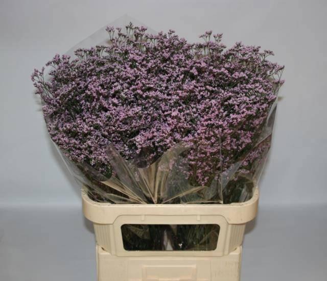 <h4>LIM SAF OSHI PINK</h4>