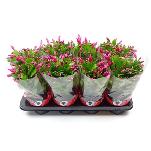 Schlumbergera overig
