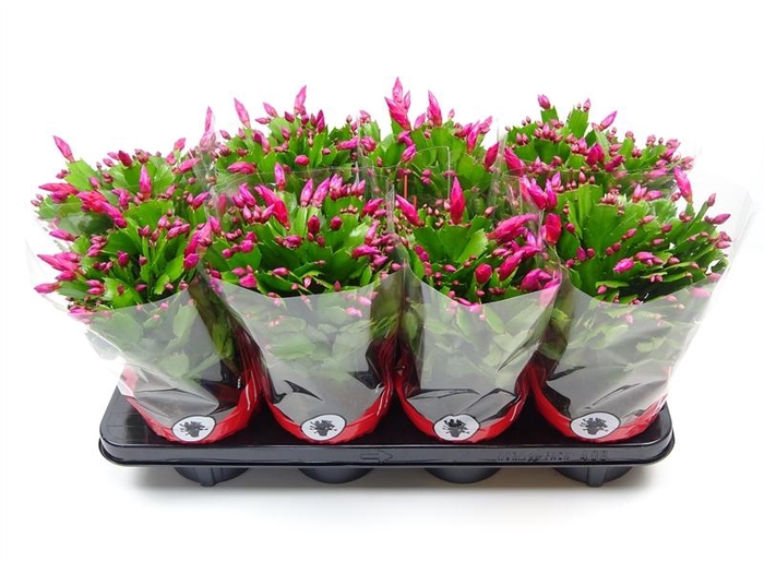 <h4>Schlumbergera overig</h4>