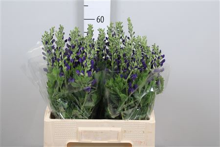 <h4>Baptisia Australis</h4>