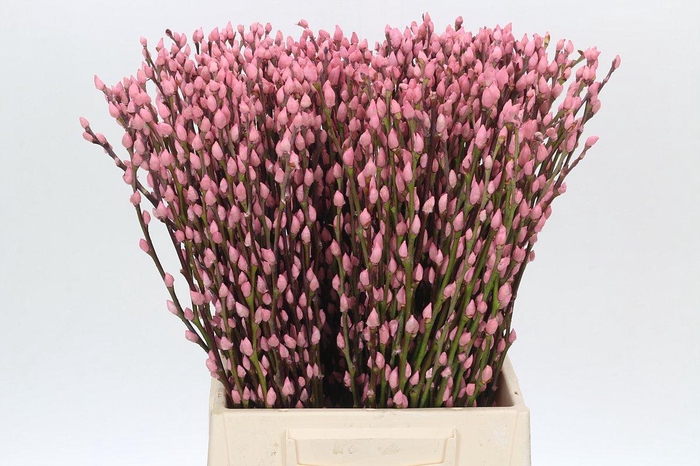 <h4>Salix Caprea Snow Flake P. Pink</h4>