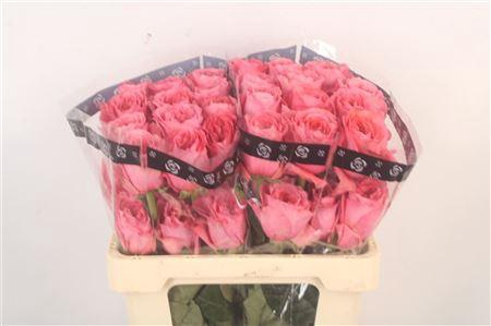 R Gr Ec Candy X-pression