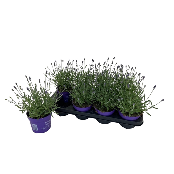 <h4>Lavendel Essence Purple P12</h4>