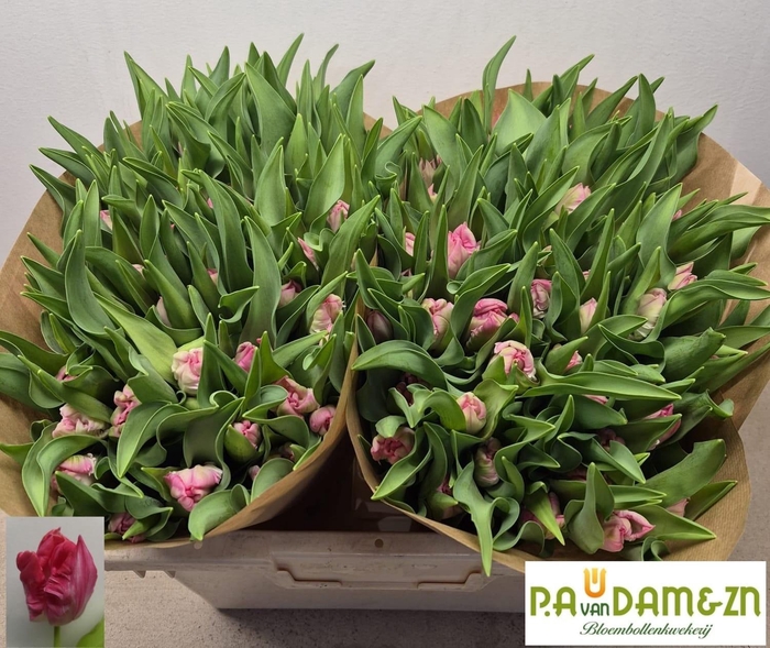 <h4>TU PA ROBLENSA</h4>