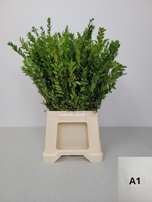 <h4>MYRTUS BES PB</h4>