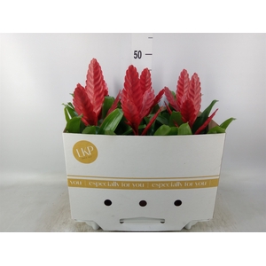 Vriesea  'Stream'