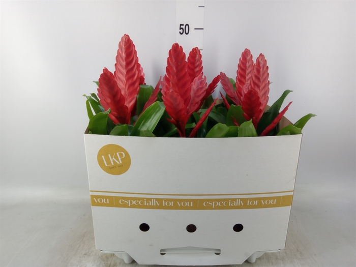<h4>Vriesea  'Stream'</h4>