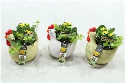 <h4>1294 Ind Kippie Mix X4</h4>