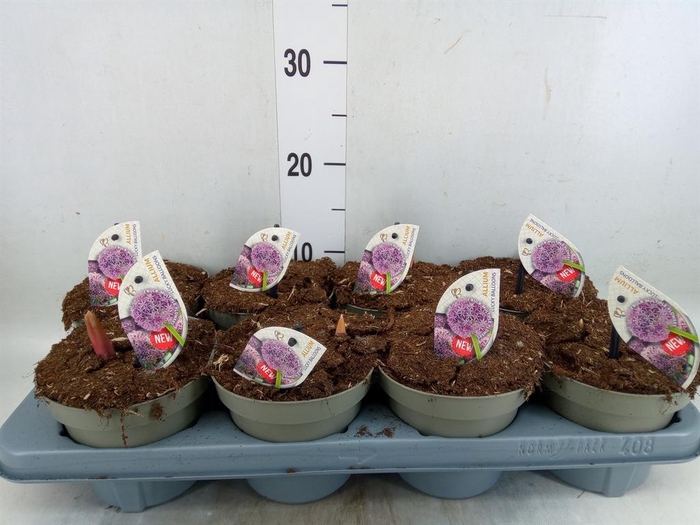 <h4>Allium   ...</h4>