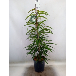 Ficus binn. 'Alii'