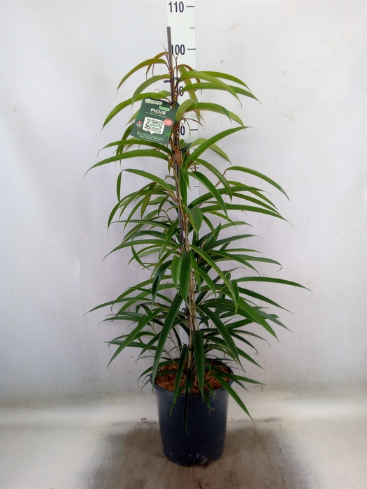 <h4>Ficus binn. 'Alii'</h4>