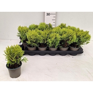 THUJA O OV