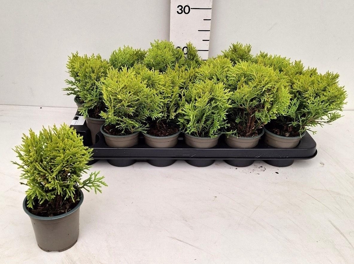<h4>THUJA O OV</h4>
