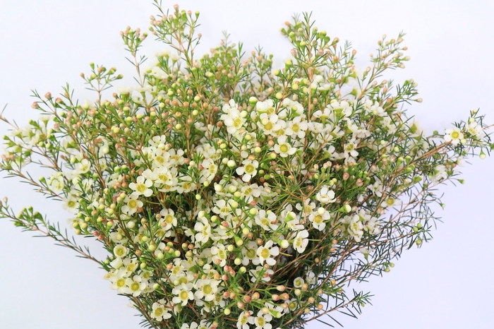 Chamelaucium Ivory Pearl