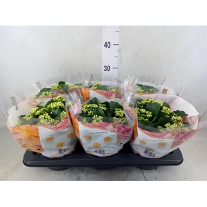 Kalanchoe blos. 'RosDon Dione'