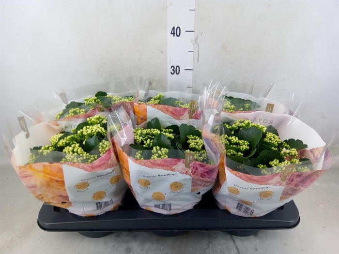 <h4>Kalanchoe blos. 'RosDon Dione'</h4>