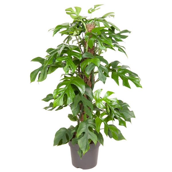 <h4>Monstera Minima mosstok P19 (NO GAP)</h4>