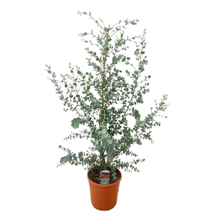 Eucalyptus cinerea