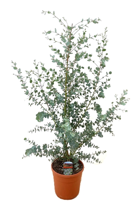 <h4>Eucalyptus cinerea</h4>