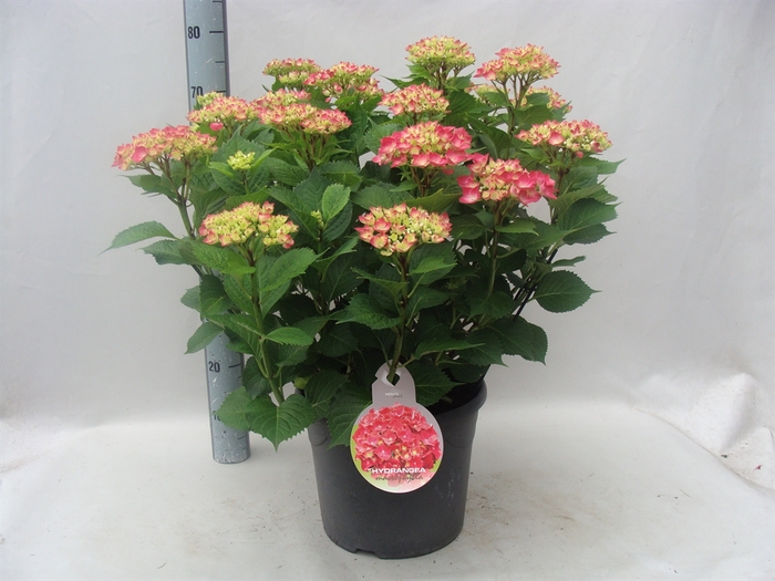 <h4>Hydrangea mac. 'Leuchtfeuer'</h4>