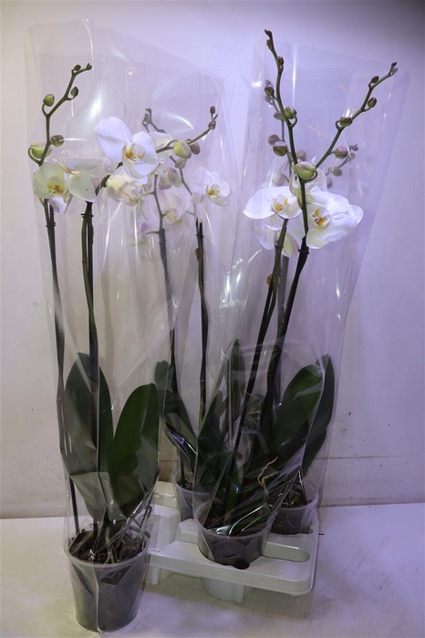 <h4>Phal Ov Wit</h4>