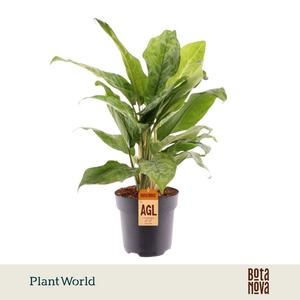 Aglaonema Peacock