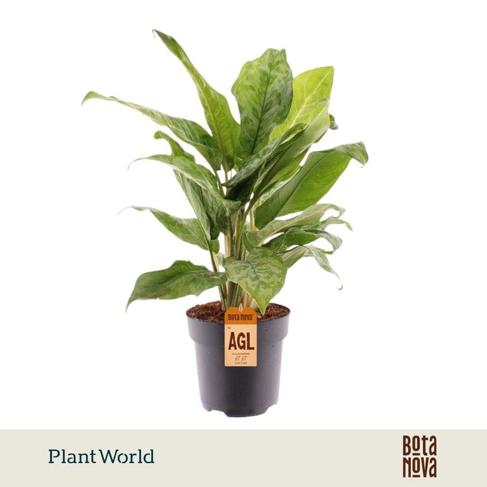 <h4>Aglaonema Peacock</h4>