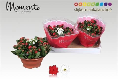 <h4>KAL GE GEM 4 KL</h4>