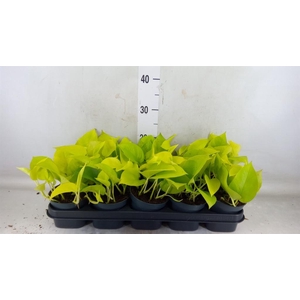 Epipremnum pinn. 'Golden Pothos'