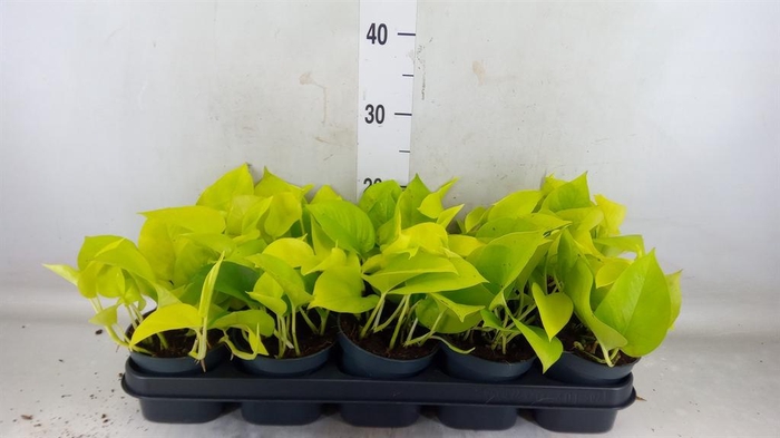 <h4>Epipremnum pinn. 'Golden Pothos'</h4>