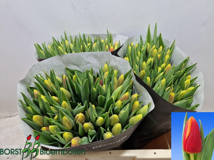 <h4>TU EN SPIRIT</h4>