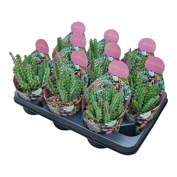 <h4>STAPELIA LEENDERTZIA</h4>