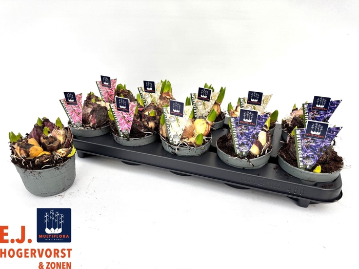 Hyacinthus orie. 'Multifl' ..mix 3