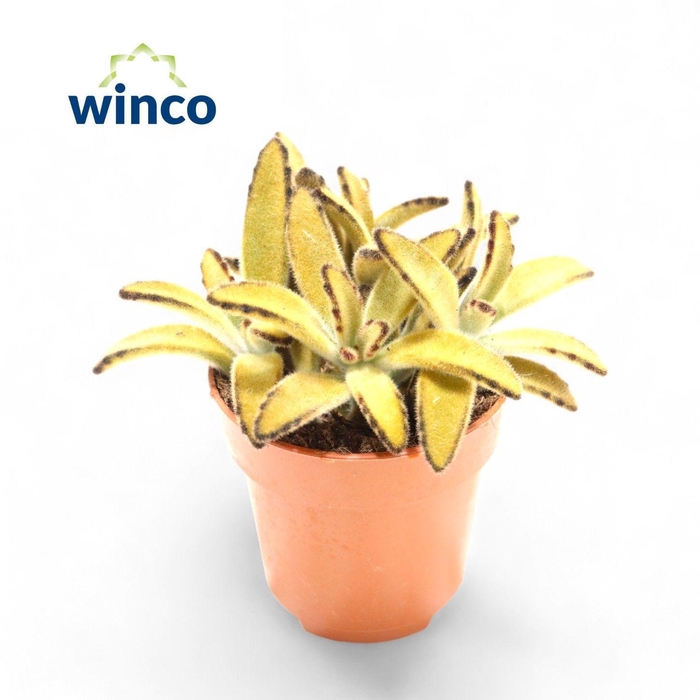 <h4>KALANCHOE TOMENTOSA</h4>