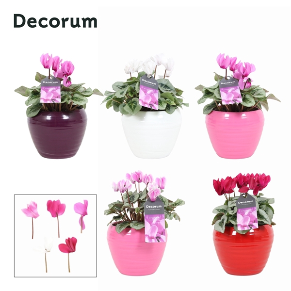 <h4>Cyclaam Magical Feelings in ompot Melanie (Decorum)</h4>